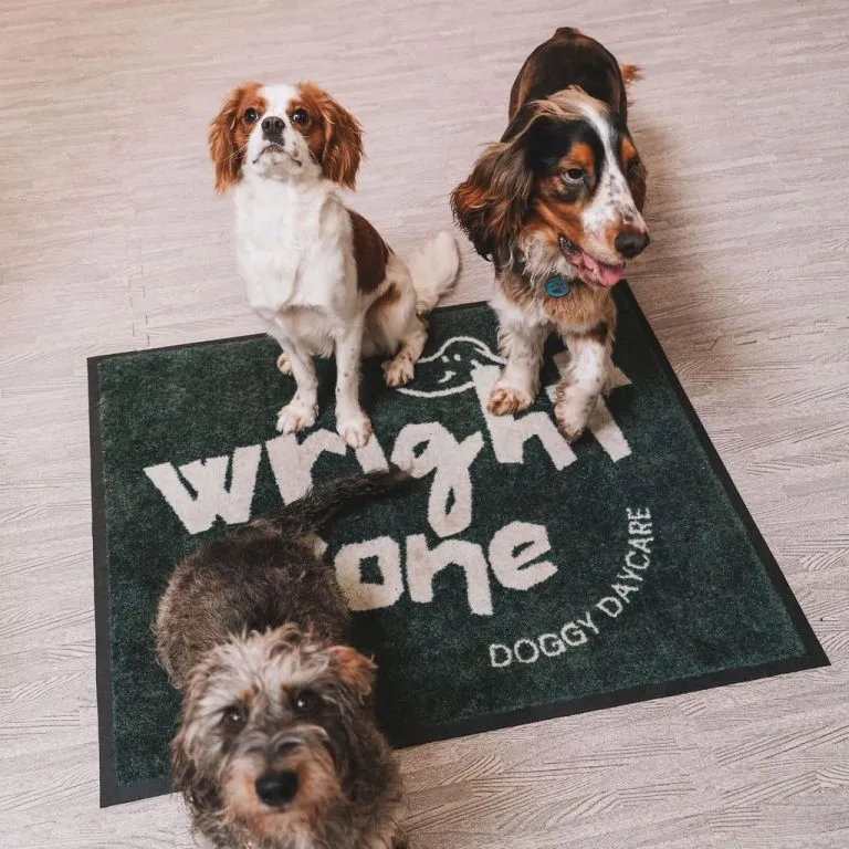 Dogs on the Wright Zone doormat at the Ventnor day care.